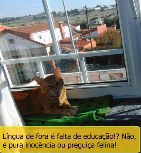 preguicafelina.JPG preguicafelina.JPG