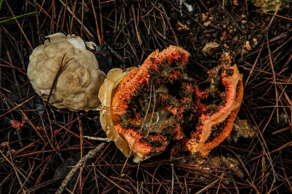 Clathrus ruber 16.jpg Clathrus ruber 16.jpg