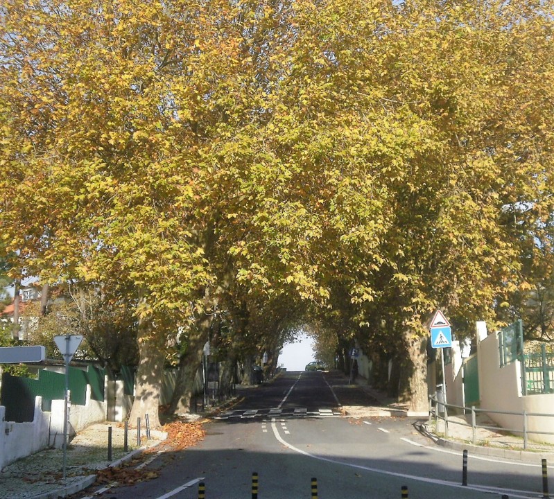 platanos.JPG platanos.JPG