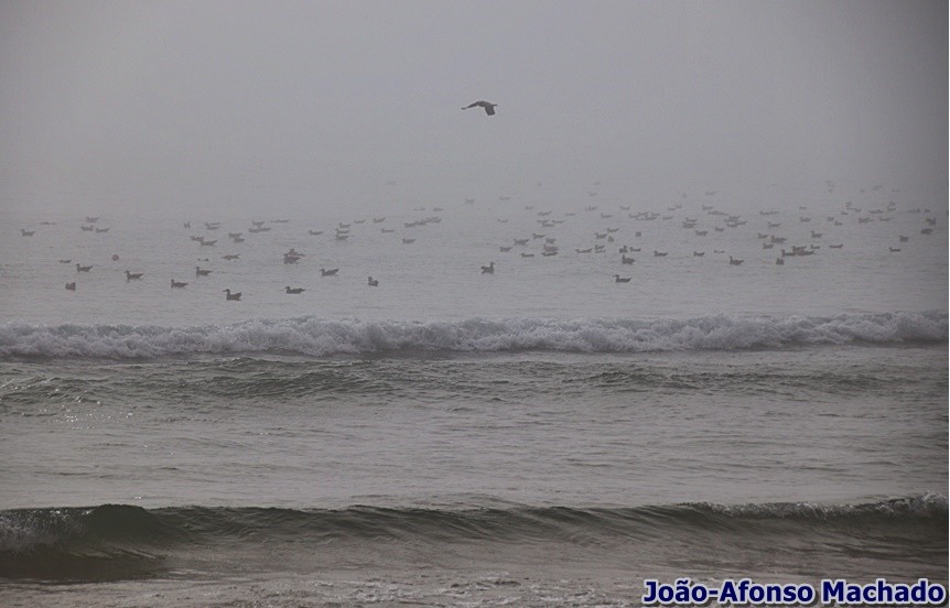 IMG_1612.JPG IMG_1612.JPG