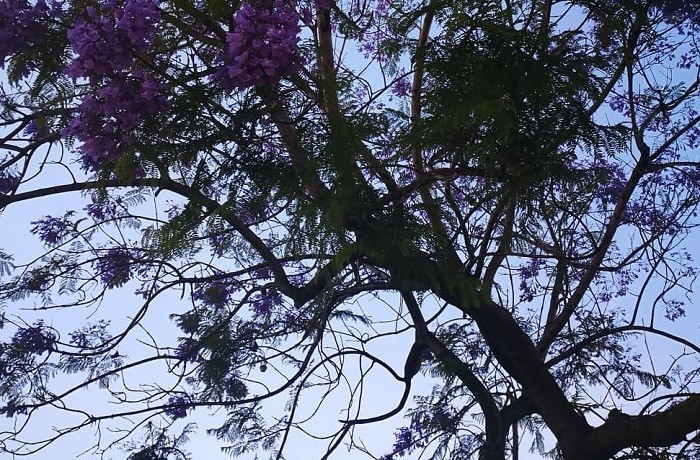 jacarandá.jpg