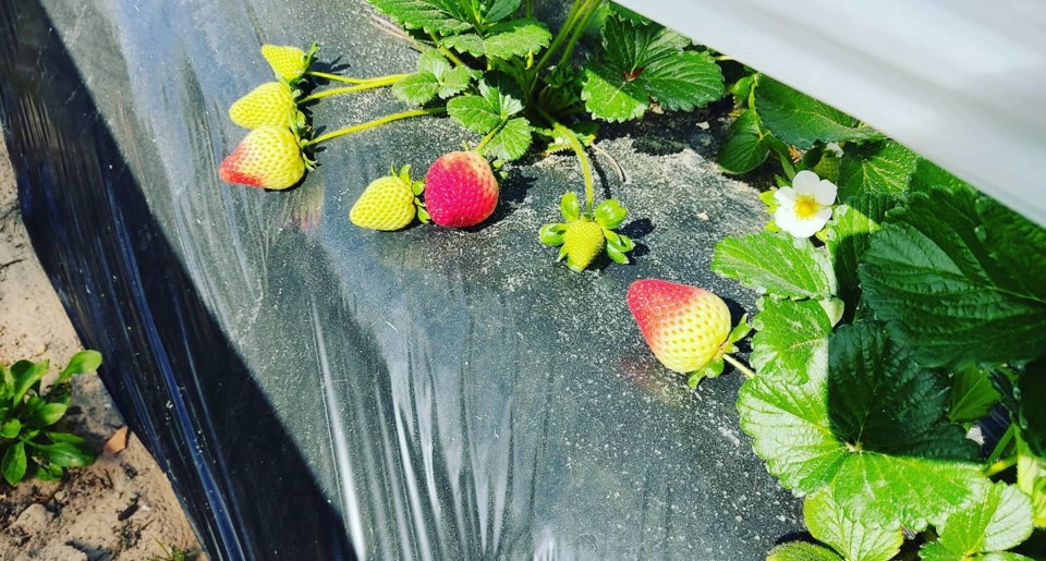 162049360_1976455012494250_1130173545506078635_o.j