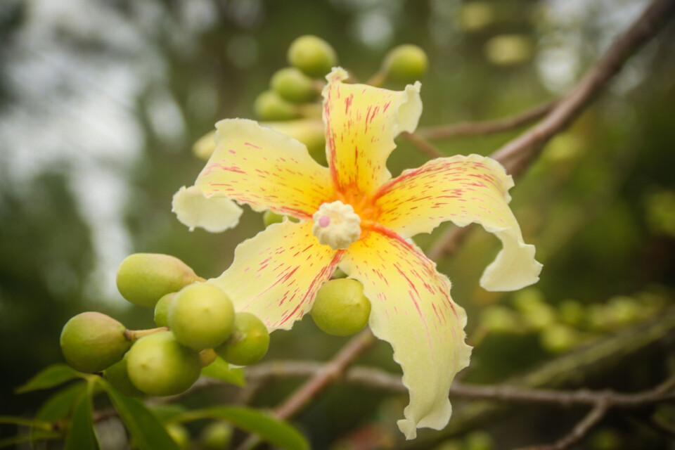 jardim rio da costa 5 a.jpg
