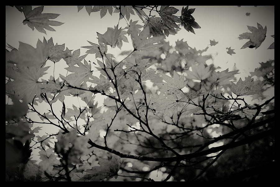 falling-leaves-in-black-and-white-peter-austin[1].