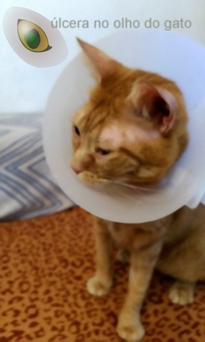 ulceracatRiscas.jpg ulceracatRiscas.jpg