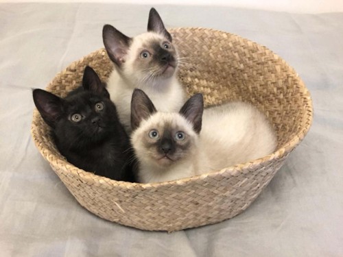 34702354_1232462010223719_9099070215815168000_n (1