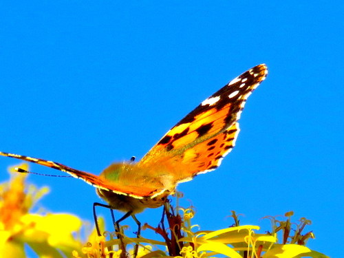 IMG_1452.JPG IMG_1452.JPG