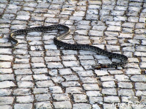 cobra abrantina.jpg cobra abrantina.jpg