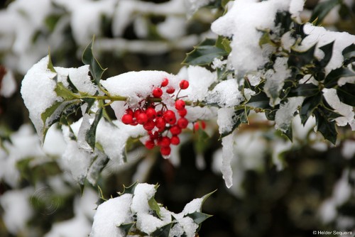 Inverno 2015HS221A.jpg