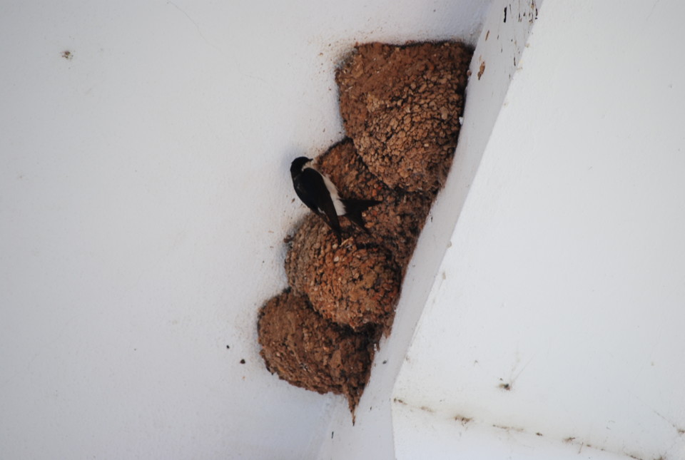 ninho andorinha 299.jpg ninho andorinha 299.jpg