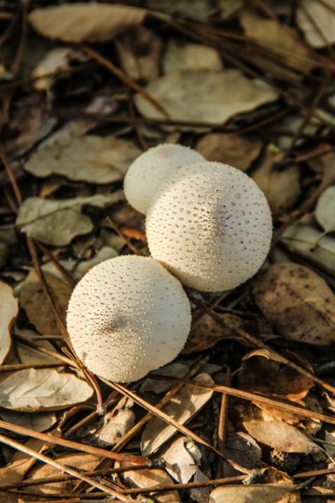 lycoperdon perlatum 4.jpg