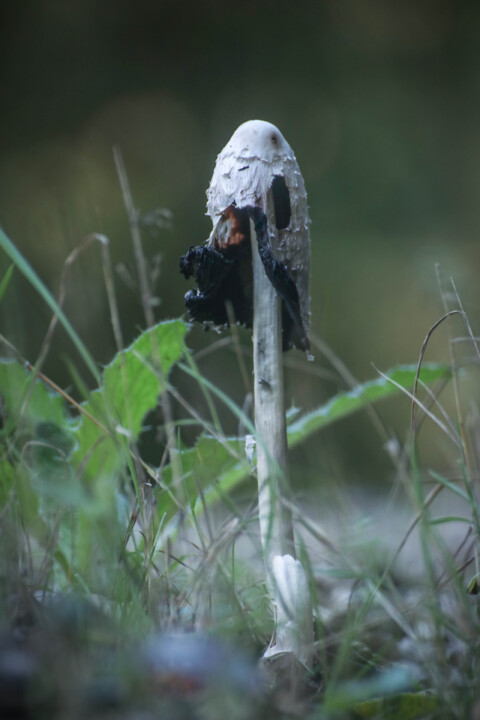 coprinus comatus 5.jpg