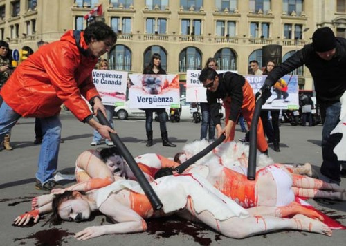 caça-focas-afp.jpg caça-focas-afp.jpg