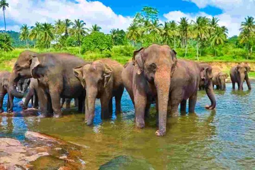 sri-lanka-elephants-bathing.jpg.pagespeed.ce_.de5u