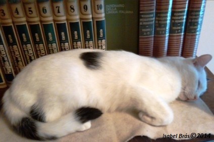 mimi_1.jpg mimi_1.jpg