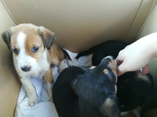 38148120_1084995981663569_9170183797516271616_n.jp