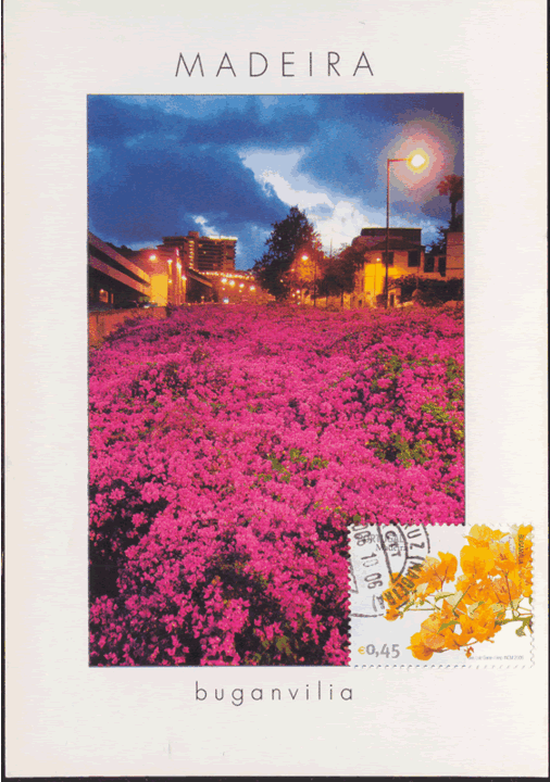 pm_madeira_stacruz_20061006_buganvilias.gif