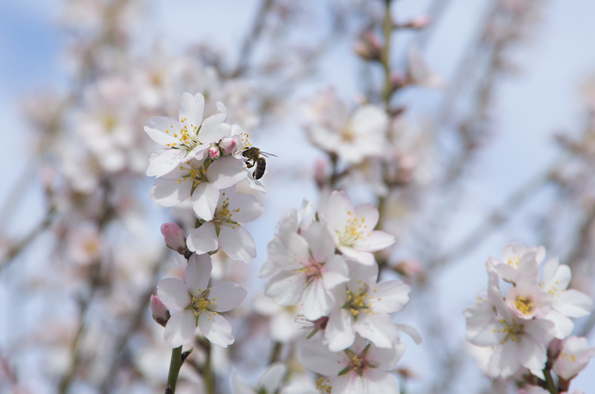 rota-das-amendoeiras-em-flor_algarve_4-4.jpg rota-das-amendoeiras-em-flor_algarve_4-4.jpg