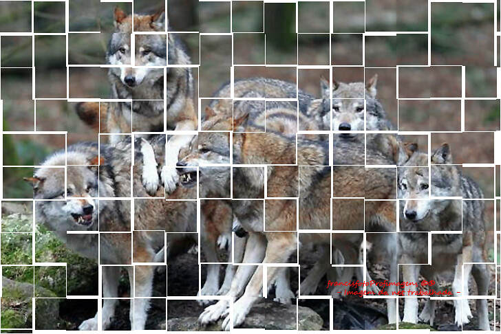 Tamanha alcateia.jpg