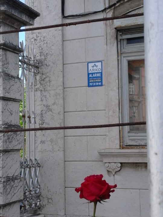 Rosa na SFUAP. Foto Original. 2018. 05. jpg