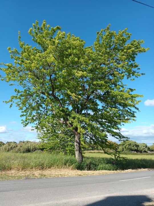 Não me canso disto Azaruja9.jpg