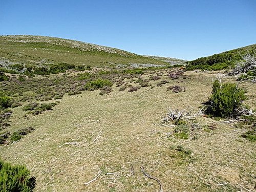 corga-vagem.jpeg corga-vagem.jpeg