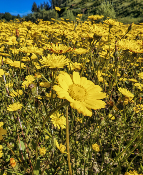 Flor Amarela Primavera Macieira da Lixa05 copiar.j