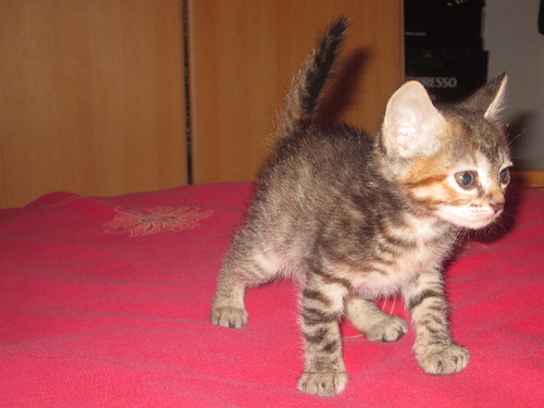 IMG_2313.JPG IMG_2313.JPG