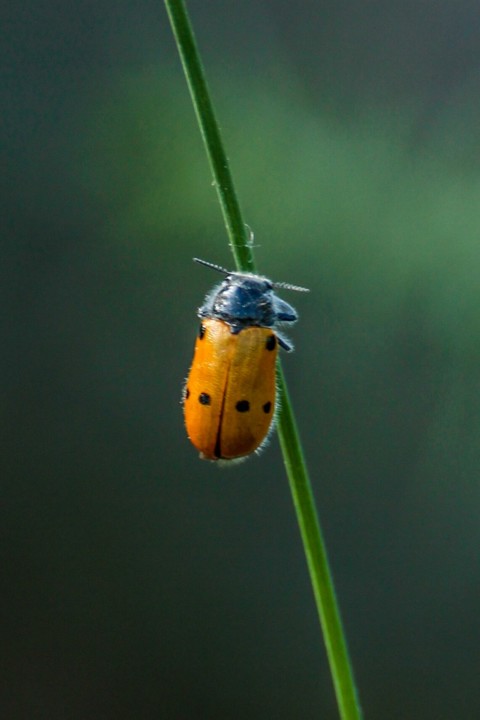 lachnaia 1 (683x1024).jpg