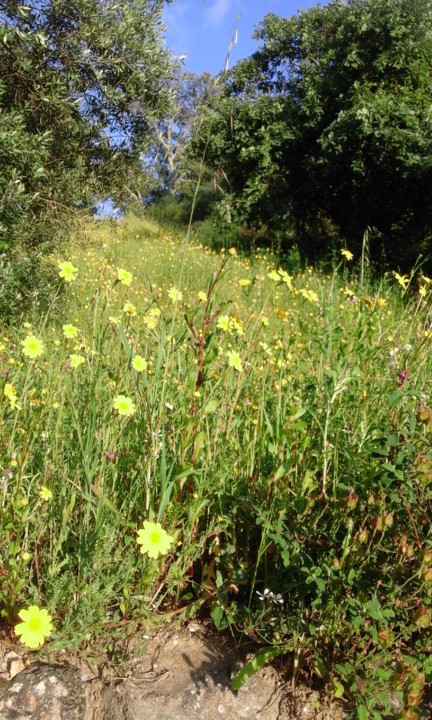 Boi DÁgua. Foto original. 2020. jpg