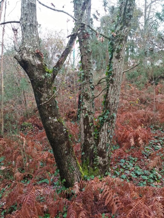 Não me canso disto outono1.jpg