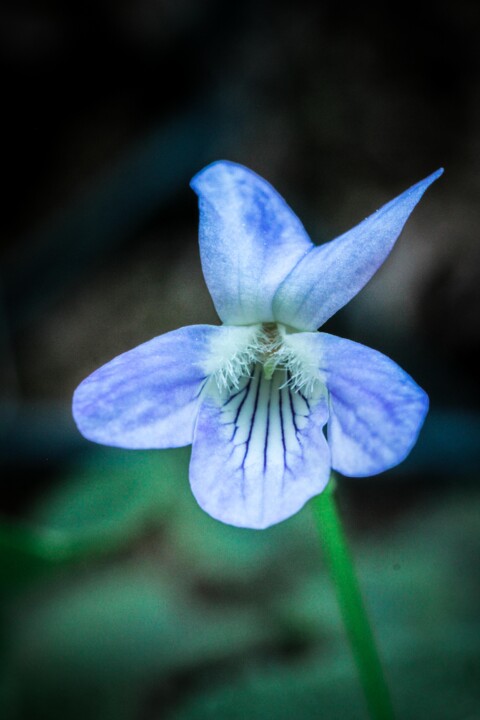 viola lactea 1.jpg