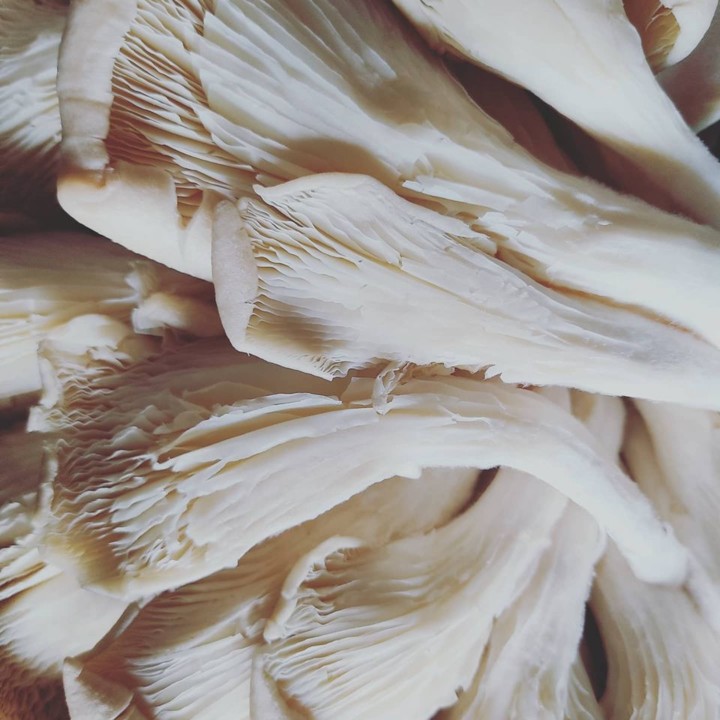 120161763_1822484734557946_5520986848211813193_o.j