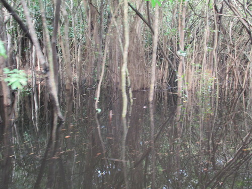 Igapó.JPG Igapó.JPG