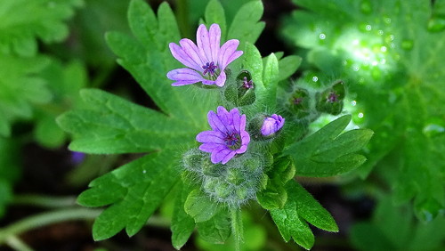 DSC07516.jpg DSC07516.jpg