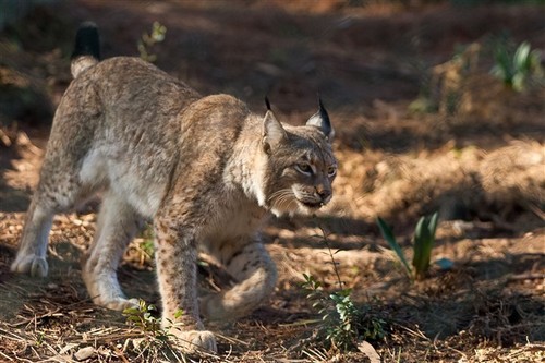 ng4366518.jpg ng4366518.jpg