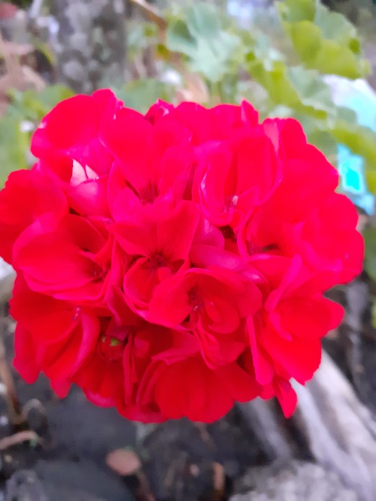 Malvasardinha. Foto original. 2021.07.21.jpg