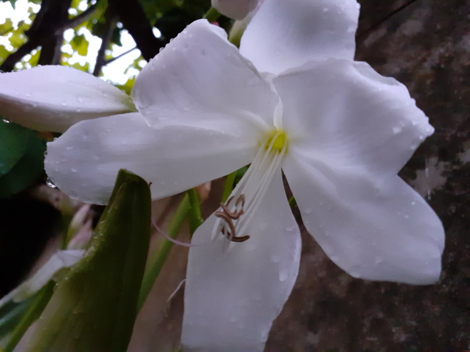 Nardo. Foto original. 2021.07.21.jpg