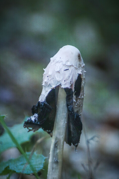 coprinus comatus 4.jpg