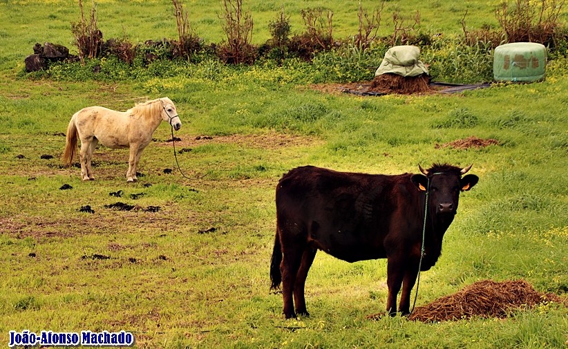 CAVALO E TOURO.JPG