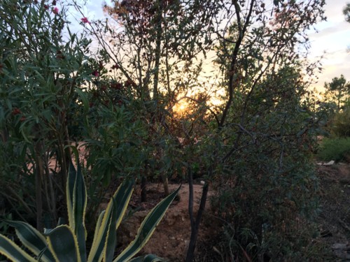 sol a bailar no jardim do terreiro da saudade (1).