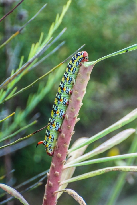 hyles euphorbiae 1.jpg