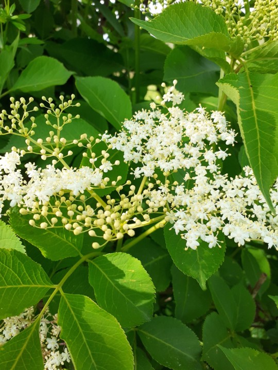 Sabugueiro. Foto Original. 2021. 05. jpg