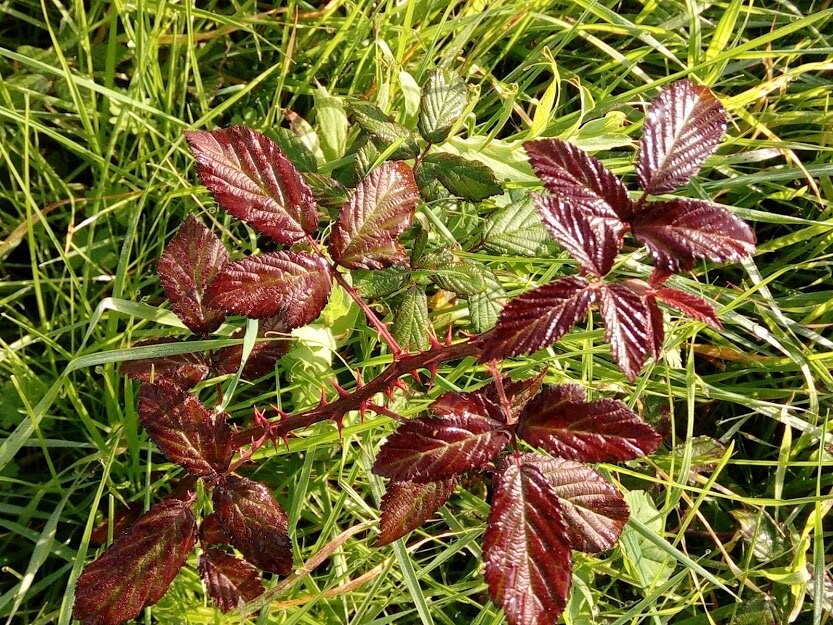 81382823_2806078439423705_8460984284906258432_n.jp