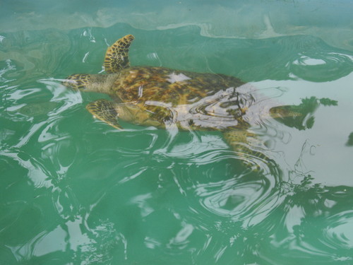 IMGP3600.JPG IMGP3600.JPG