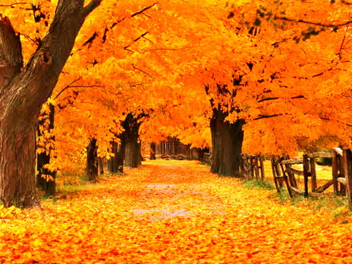Gold_Autumn_Wallpaper_l2gkp.jpg