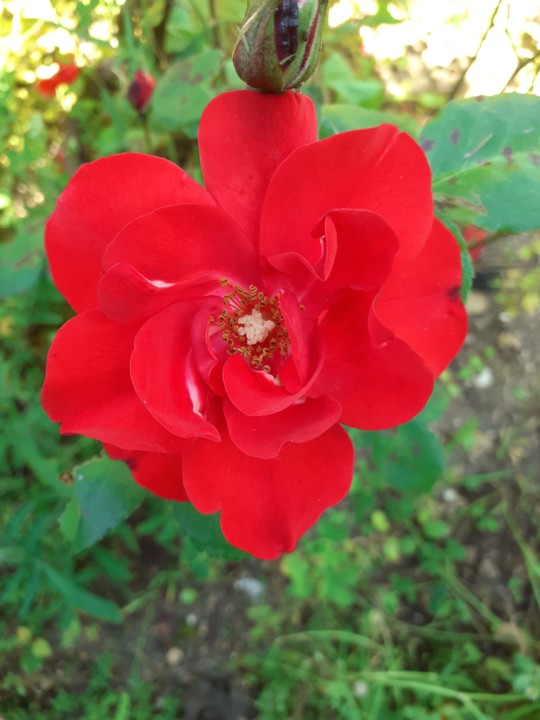 Rosa Gulbenkian. Foto original. 2021. 05. jpg