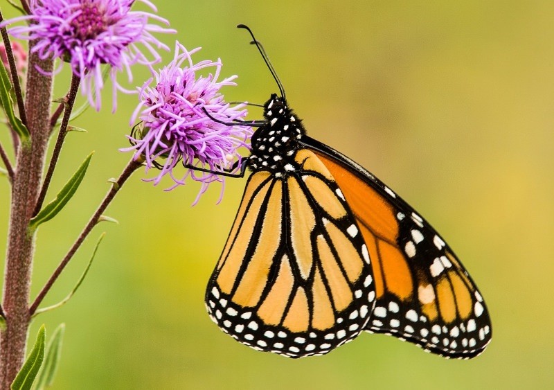 monarca_borboleta.jpg