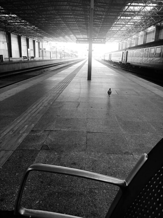 Não me canso disto comboio.jpg