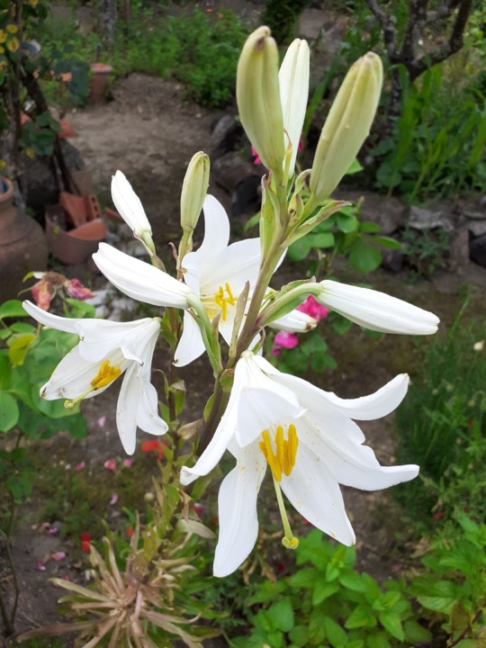 Açucena. Foto original. 2021.05. .jpg